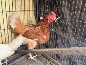 Layer Chicken