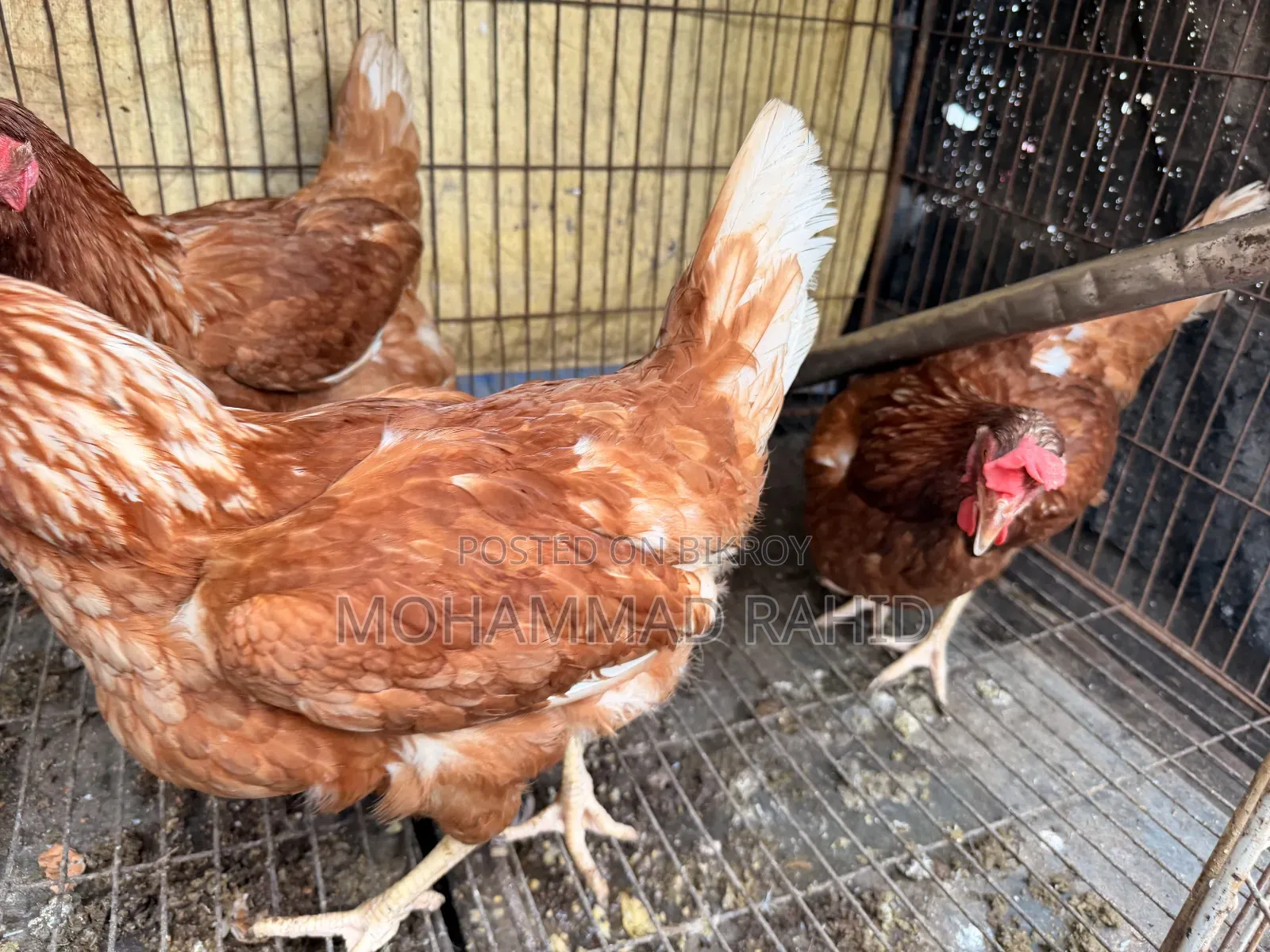Layer Chicken