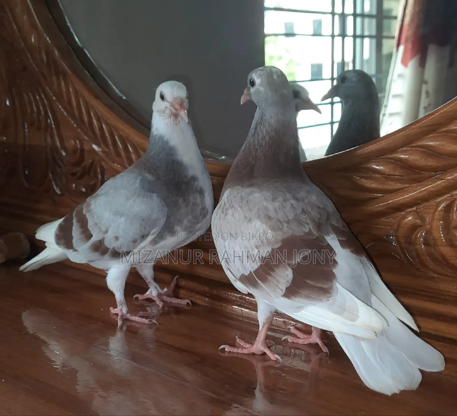 Quality Giribaz and Deshi Mili Golla Pigeon Chicks