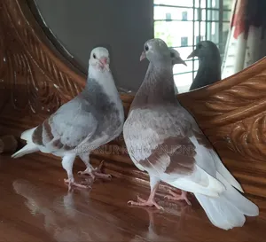 Quality Giribaz and Deshi Mili Golla Pigeon Chicks