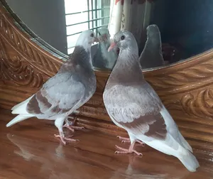 Quality Giribaz and Deshi Mili Golla Pigeon Chicks