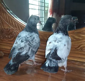 Quality Giribaz and Deshi Mili Golla Pigeon Chicks