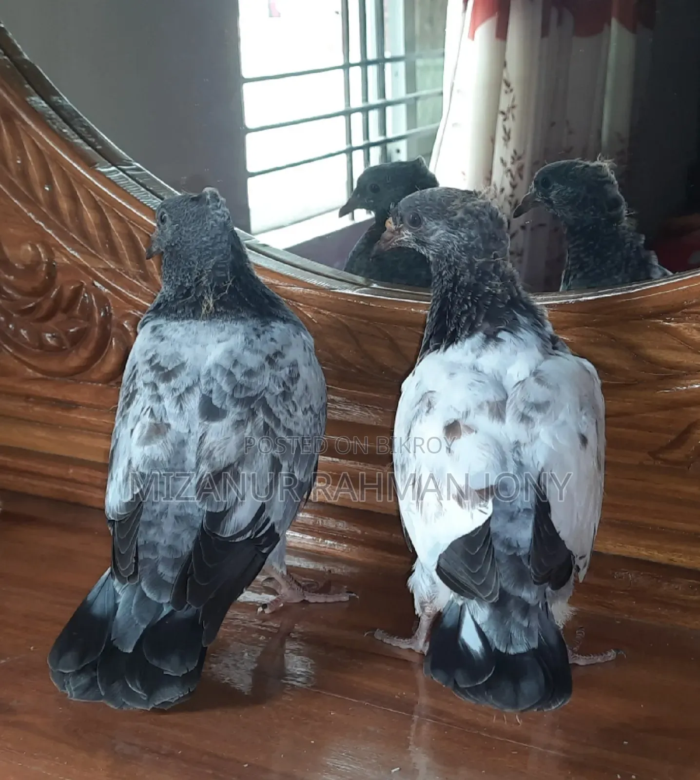 Quality Giribaz and Deshi Mili Golla Pigeon Chicks