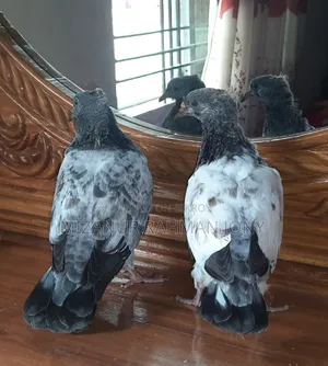 Quality Giribaz and Deshi Mili Golla Pigeon Chicks
