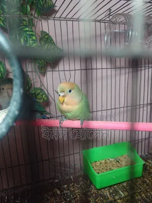 Love Bird Baby