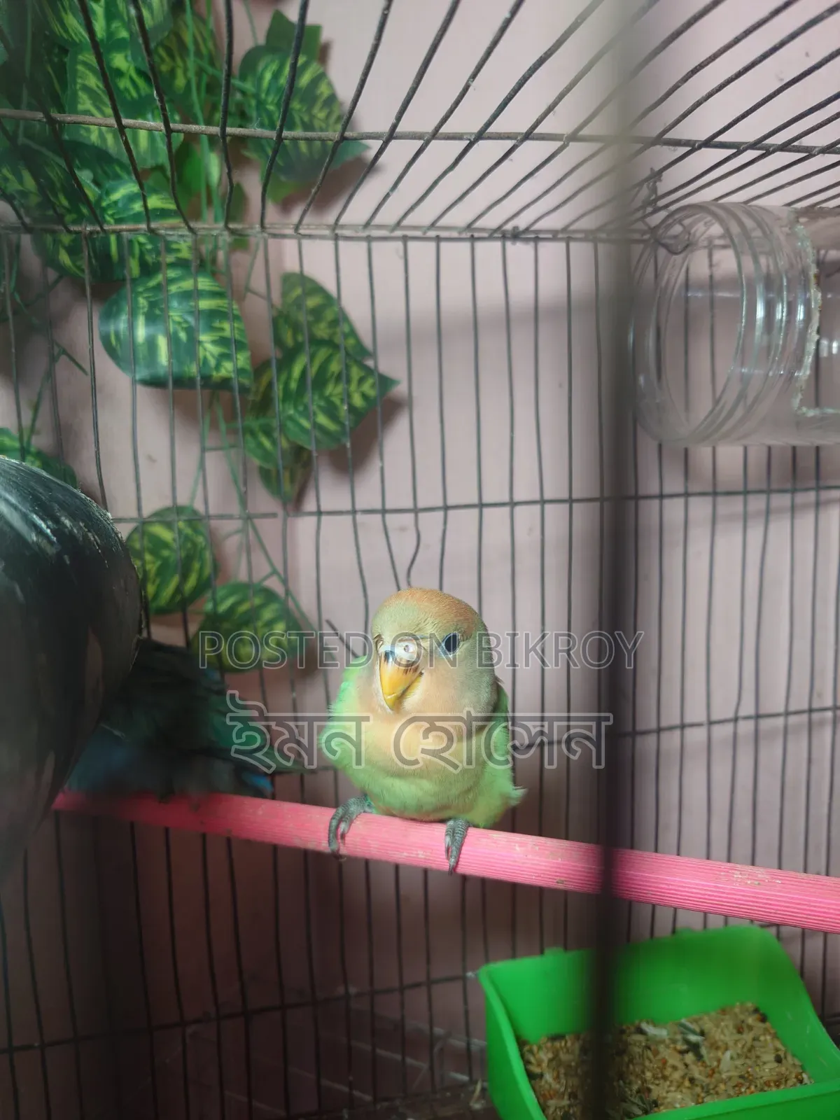 Love Bird Baby