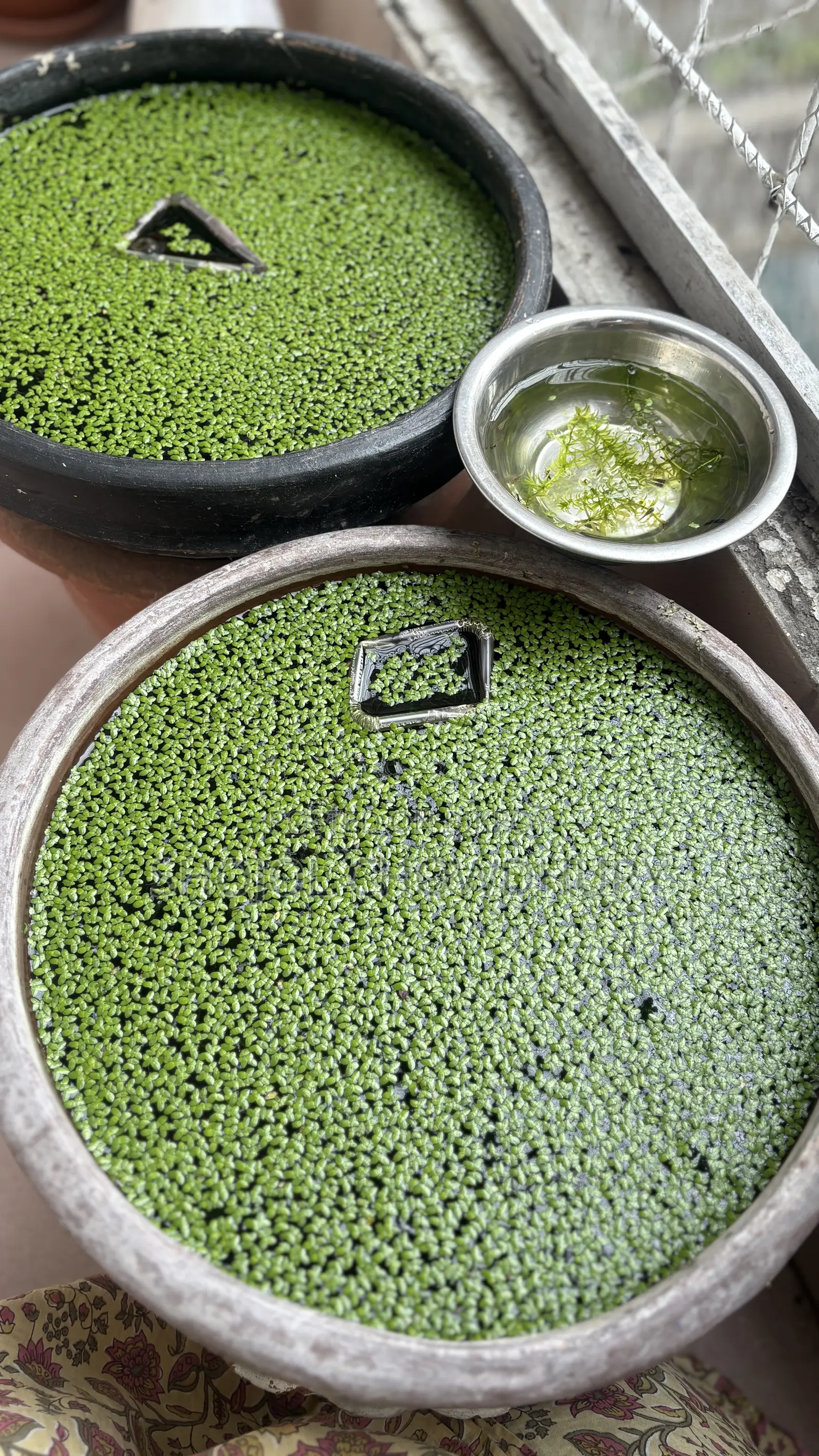 20 Pieces Mixed Guppy Fry and Duckweed