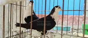 Running Siraji Pigeon