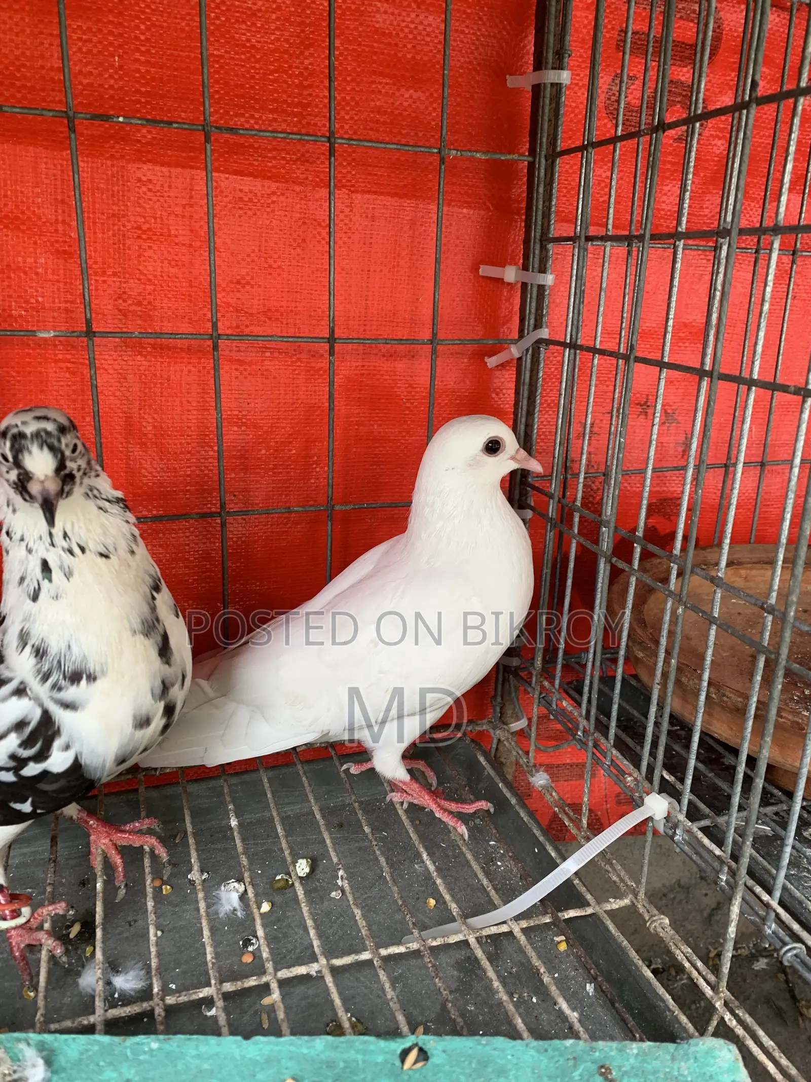 Rahat Pigeons