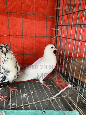 Rahat Pigeons
