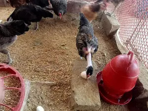Native Rooster, Hen, and Eggs for Sale