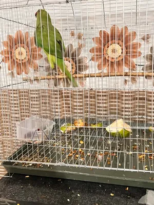 Tiya Paki 6 Mas Boios
