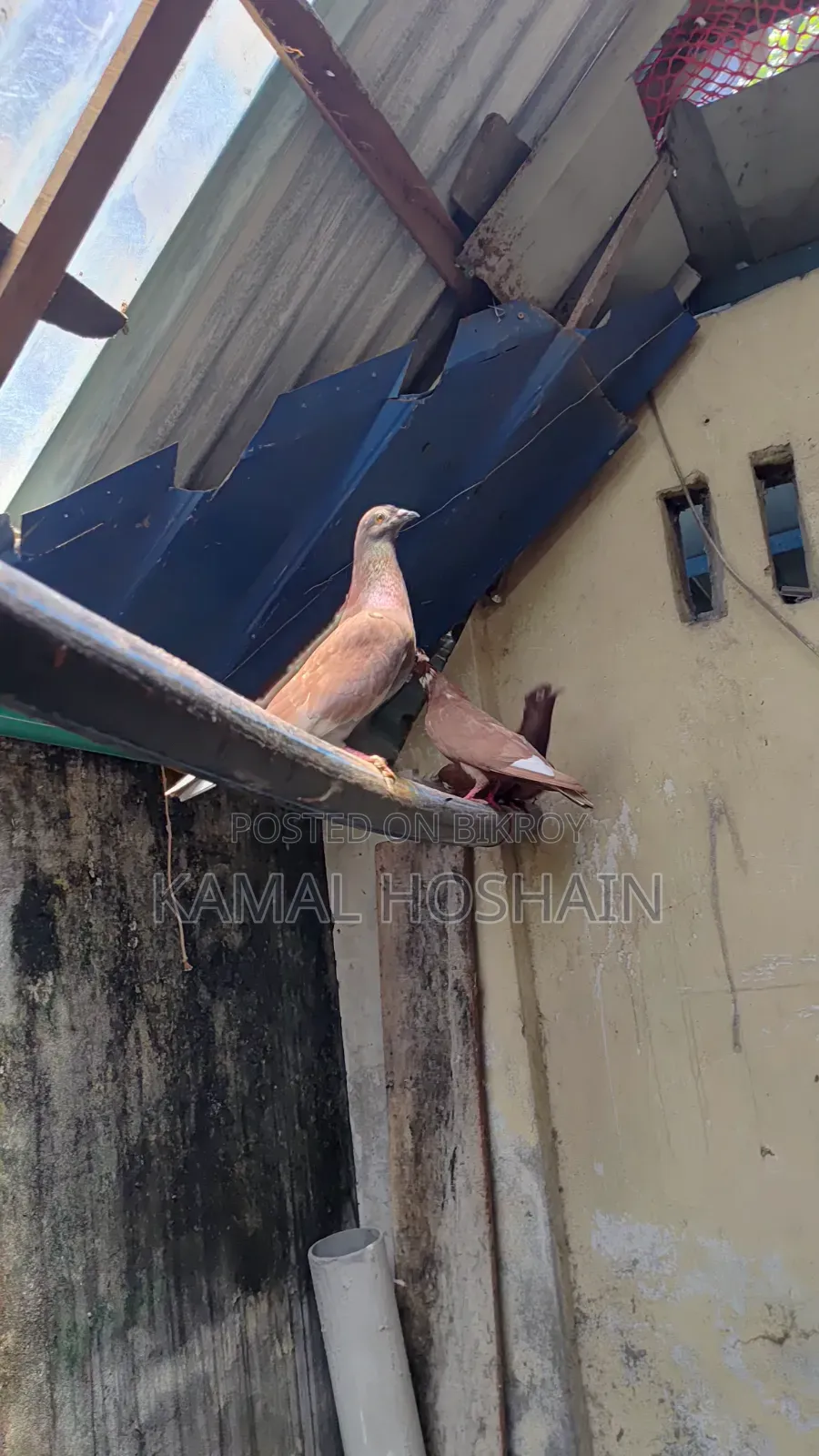 6 pairs of Golla pigeons for sale. 800 Taka per pair.