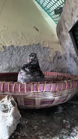 6 pairs of Golla pigeons for sale. 800 Taka per pair.