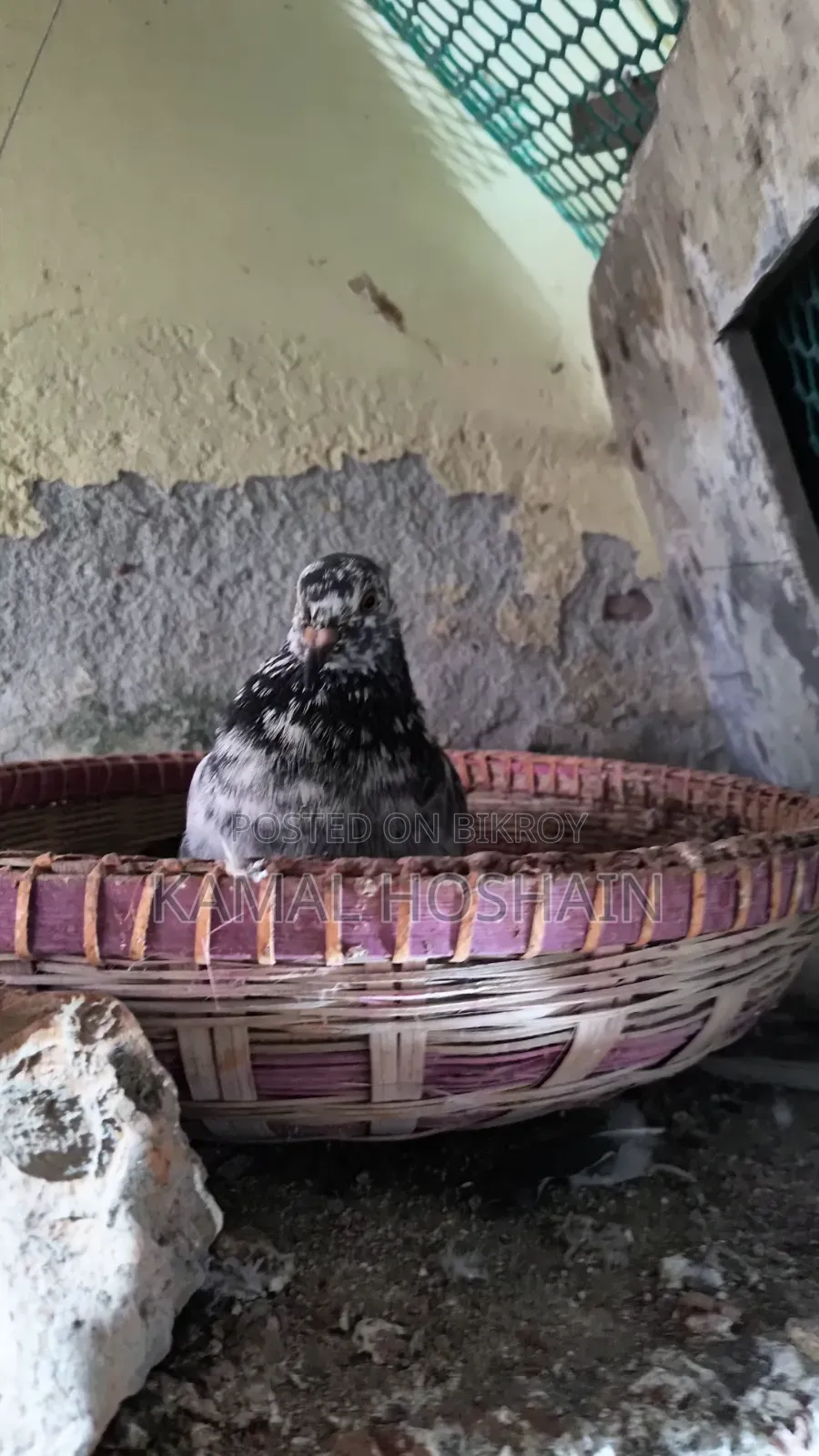 6 pairs of Golla pigeons for sale. 800 Taka per pair.