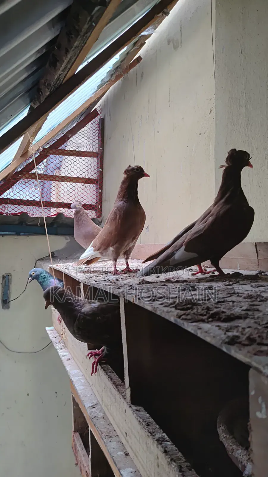 6 pairs of Golla pigeons for sale. 800 Taka per pair.