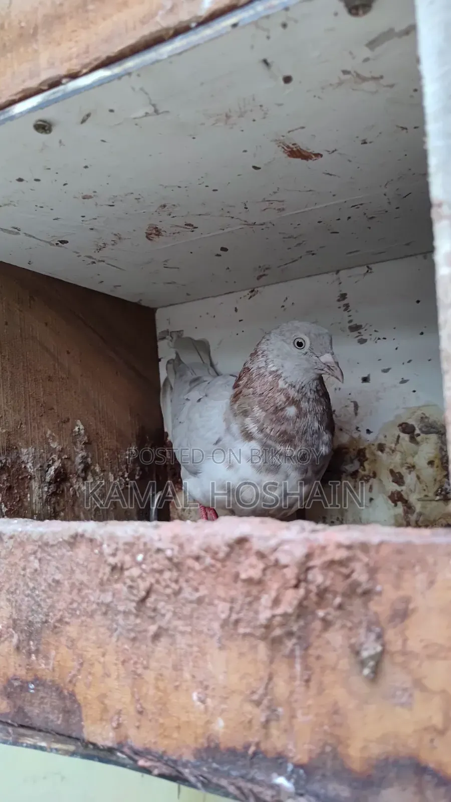 6 pairs of Golla pigeons for sale. 800 Taka per pair.