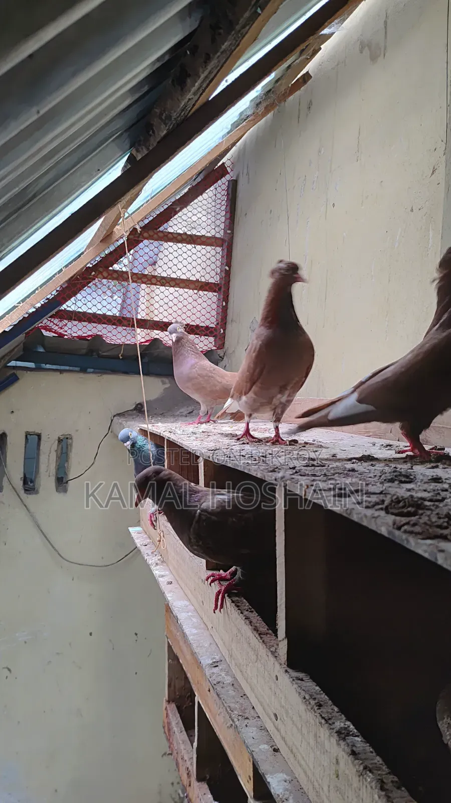 6 pairs of Golla pigeons for sale. 800 Taka per pair.