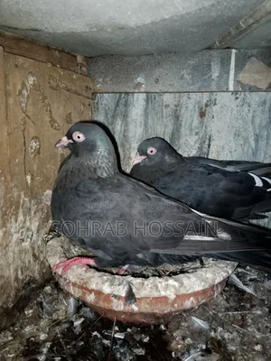 Zak Dobaz Pigeon for sale