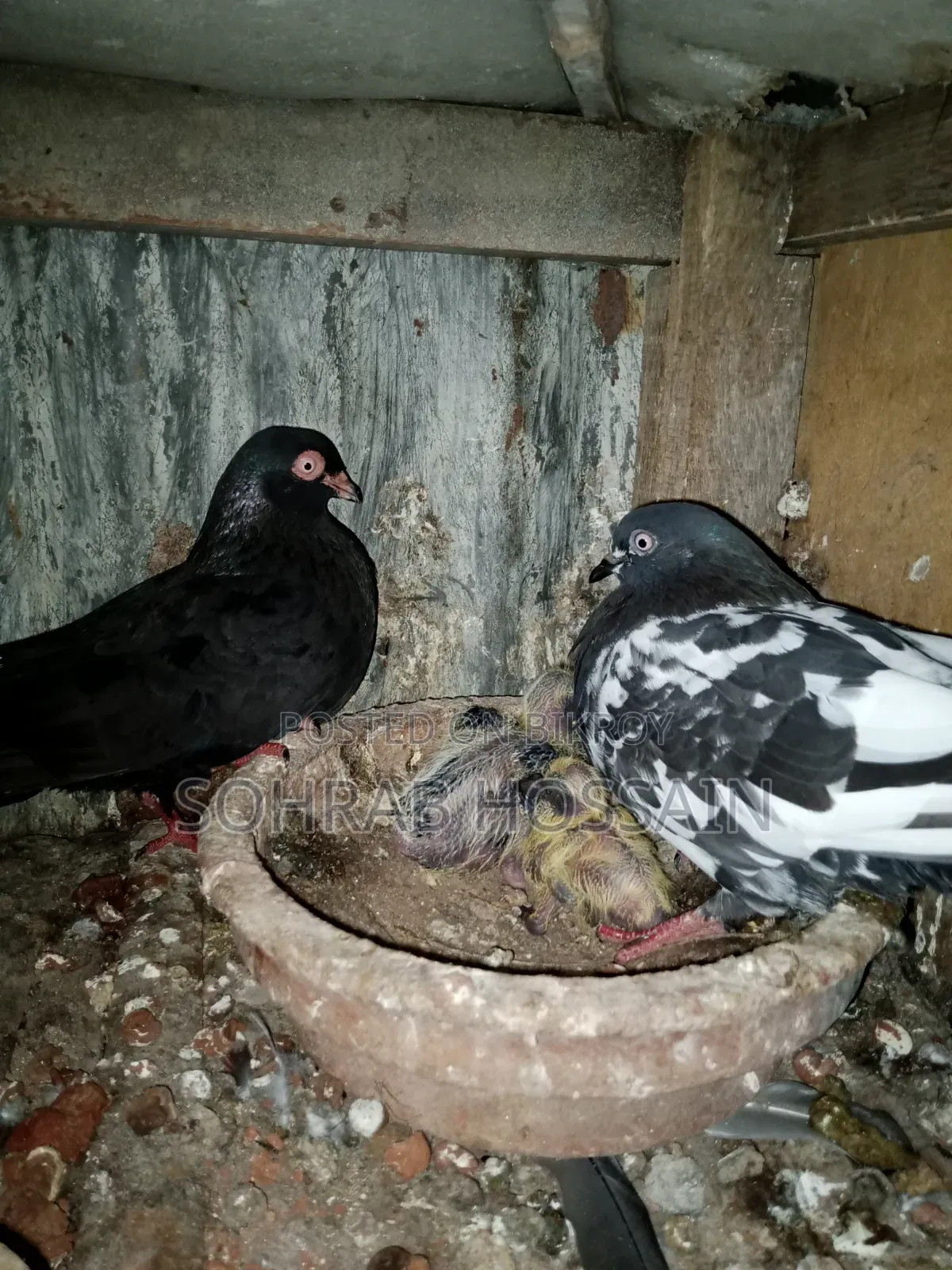 Zak Dobaz Pigeon for sale