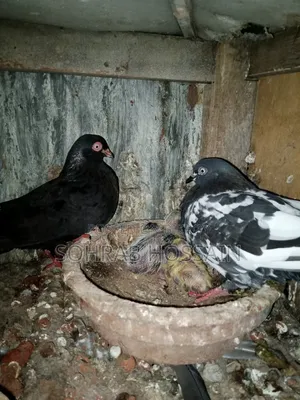 Zak Dobaz Pigeon for sale