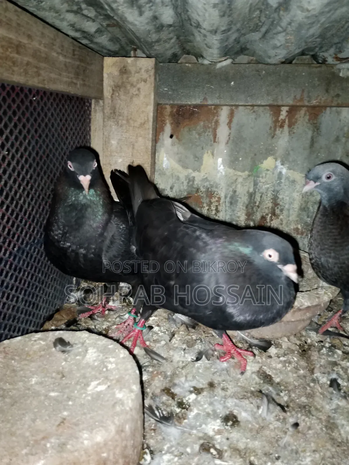 Zak Dobaz Pigeon for sale