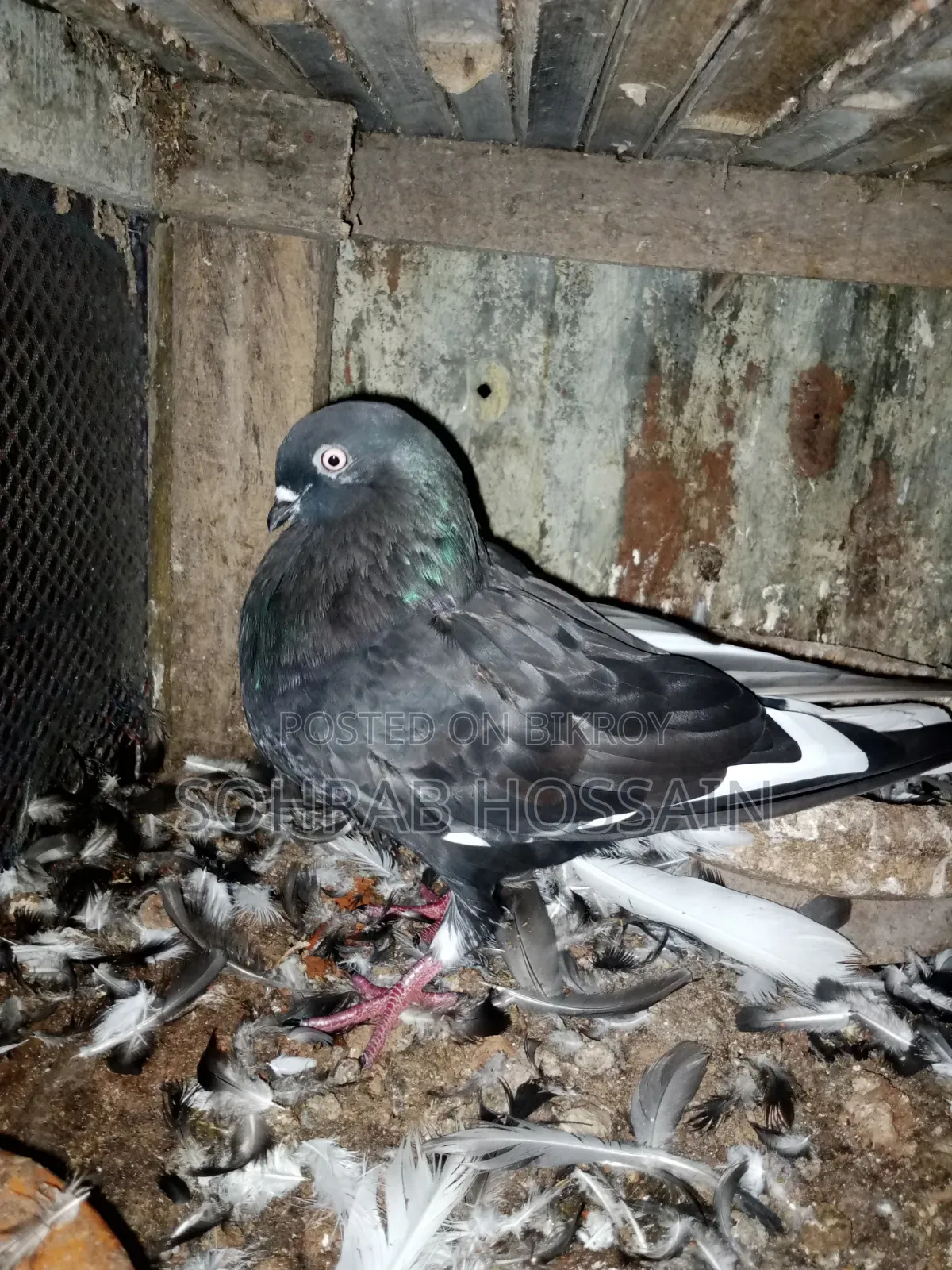 Zak Dobaz Pigeon for sale