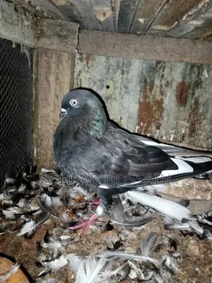 Zak Dobaz Pigeon for sale