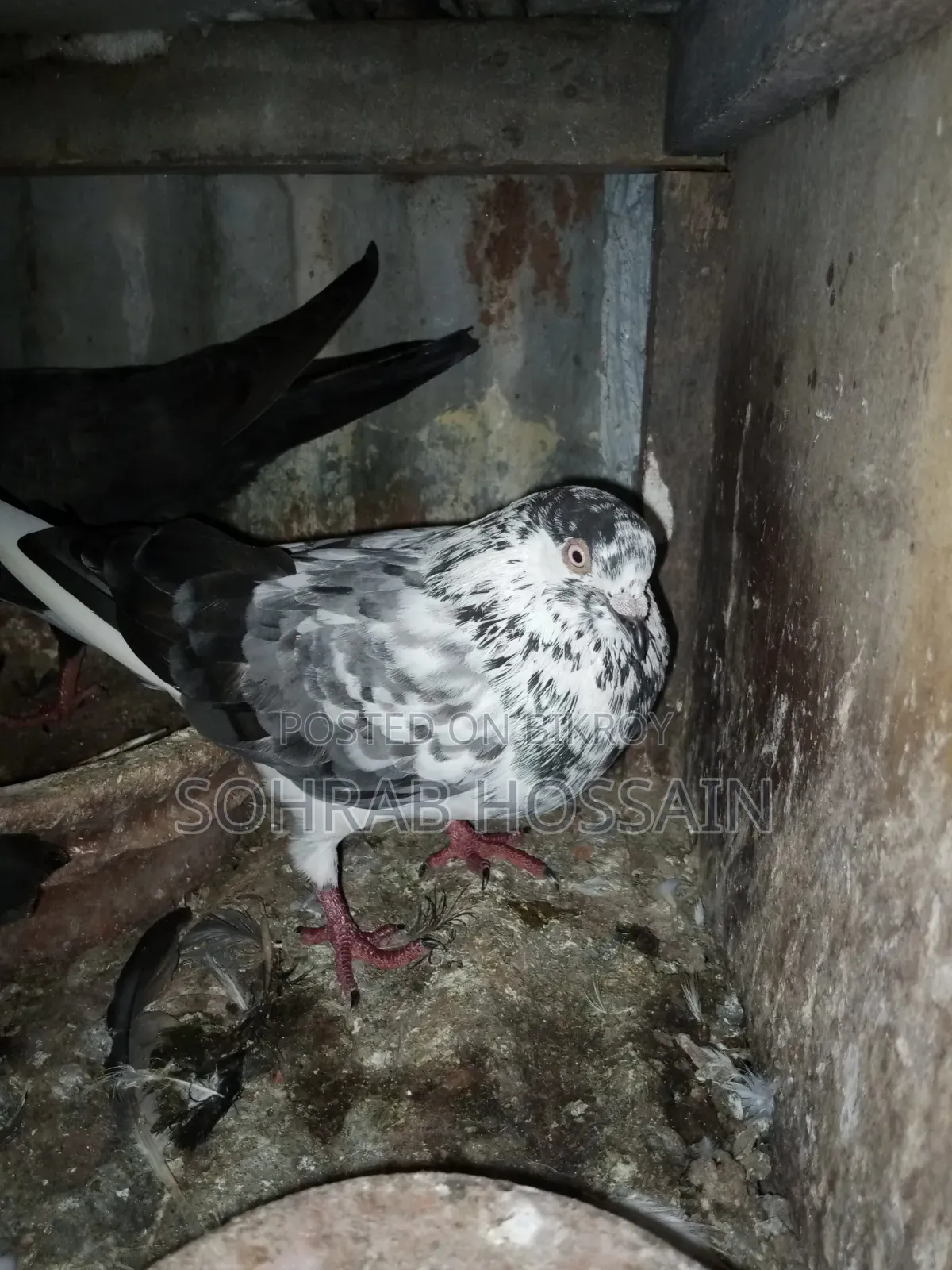 Zak Dobaz Pigeon for sale