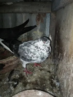 Zak Dobaz Pigeon for sale