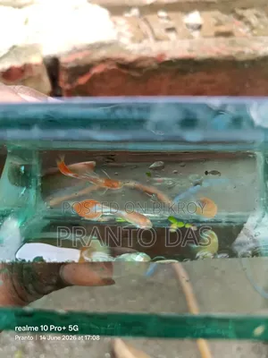 Albino Red Topaz Guppy