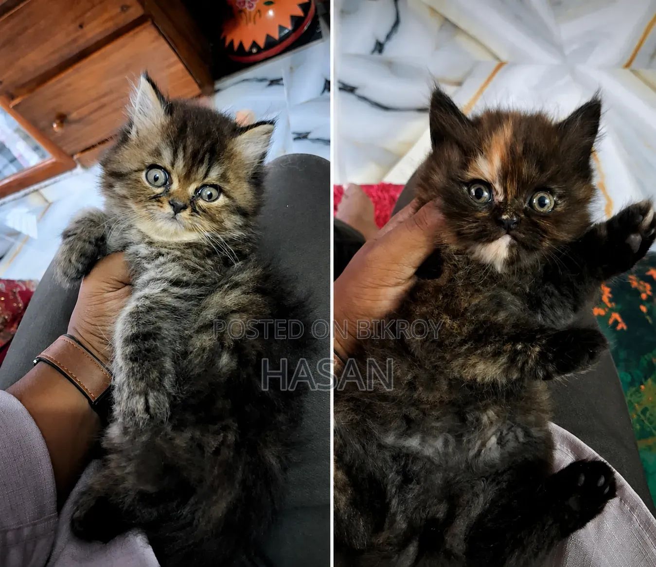 1-3 Months Female Purebred Persian