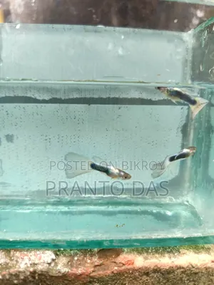 White Tuxedo Guppy