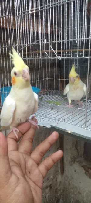 Tamed Cockatiel Baby