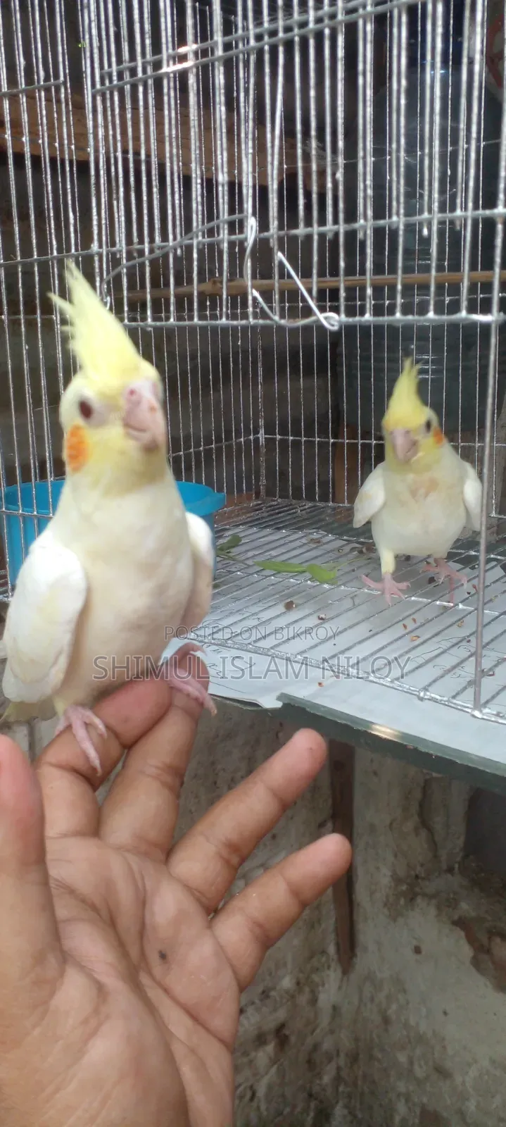 Tamed Cockatiel Baby