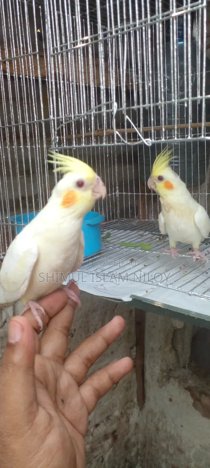 Tamed Cockatiel Baby
