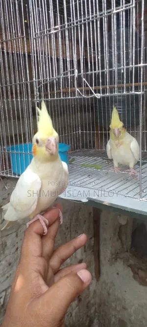 Tamed Cockatiel Baby