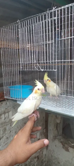 Tamed Cockatiel Baby