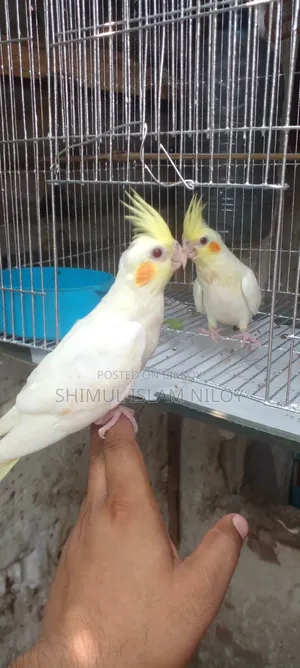 Tamed Cockatiel Baby