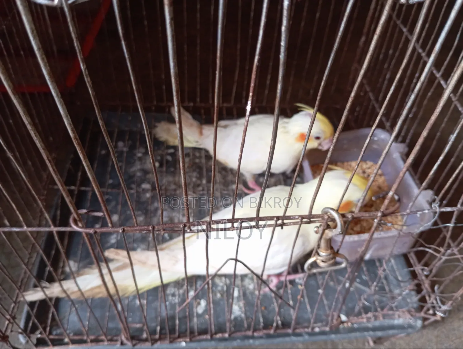 Cockatiel Baby Bird
