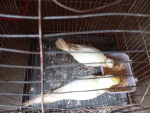 Cockatiel Baby Bird