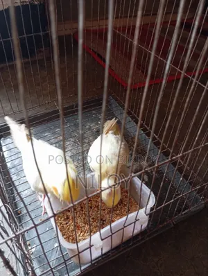 Cockatiel Baby Bird