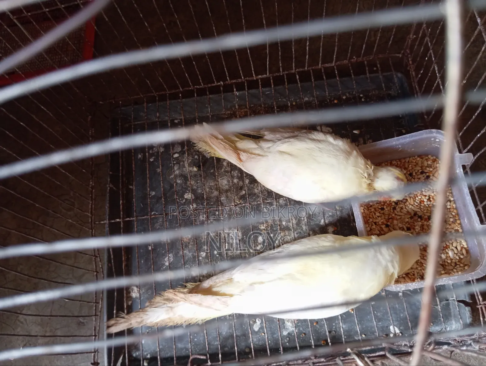 Cockatiel Baby Bird