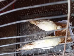 Cockatiel Baby Bird