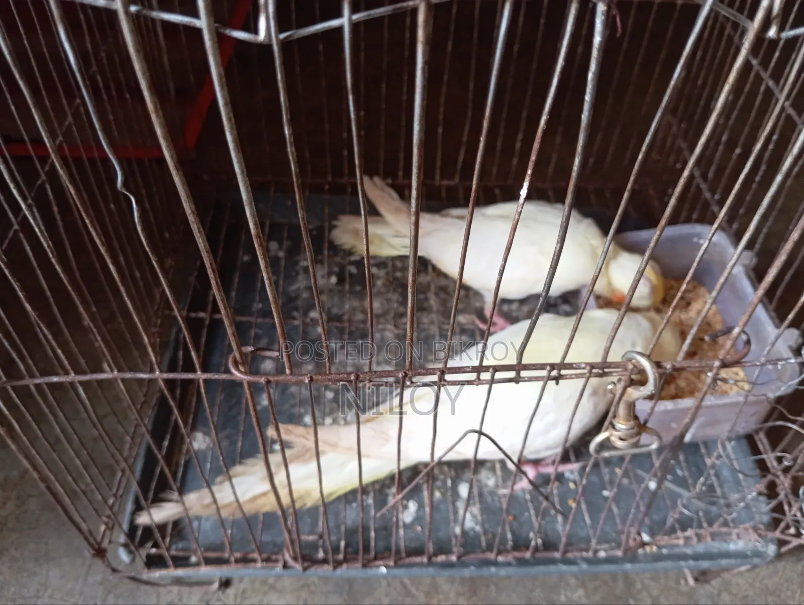 Cockatiel Baby Bird