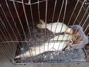 Cockatiel Baby Bird
