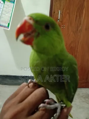 Parrot