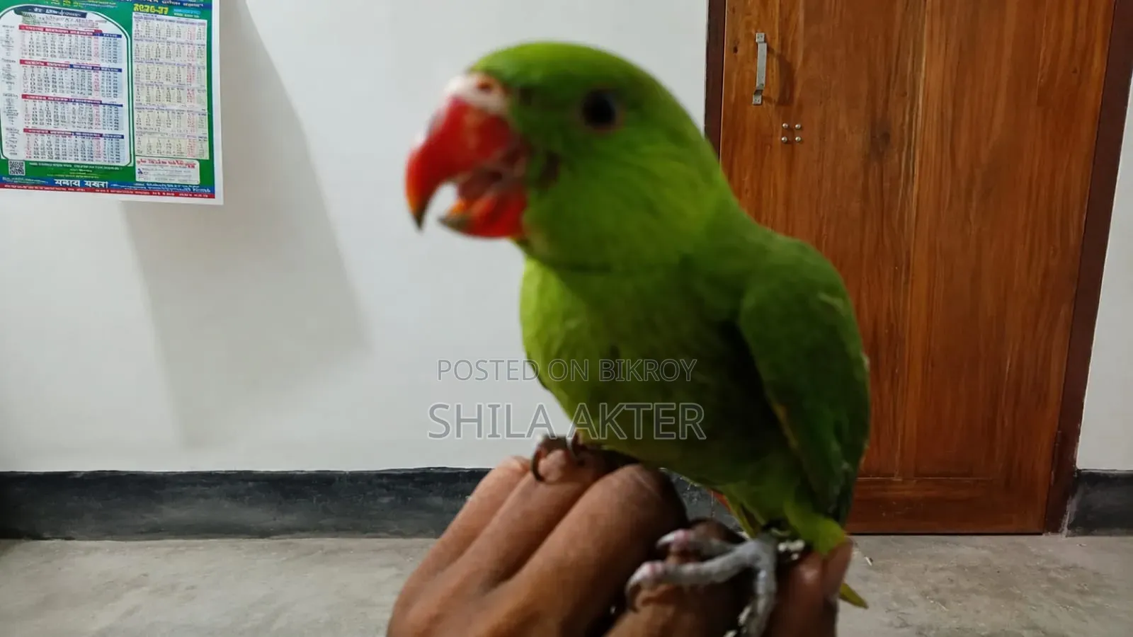 Parrot