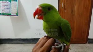 Parrot