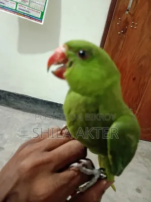 Parrot
